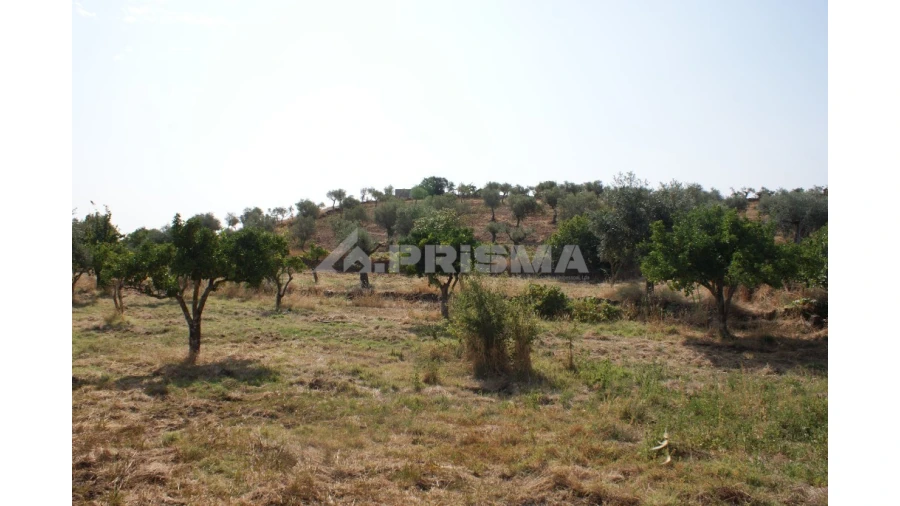 Terreno para Venda em Escalos de Baixo e Mata