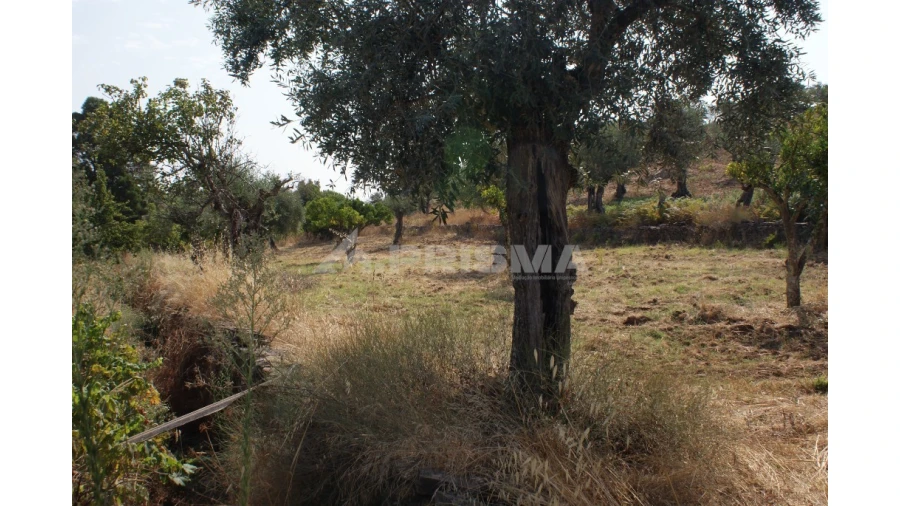 Terreno para Venda em Escalos de Baixo e Mata Foto 7