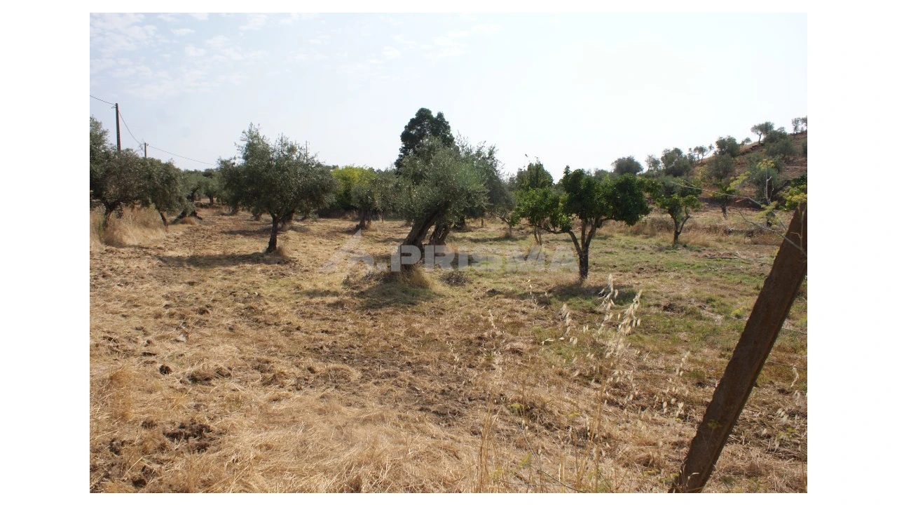 Terreno para Venda em Escalos de Baixo e Mata Foto 6