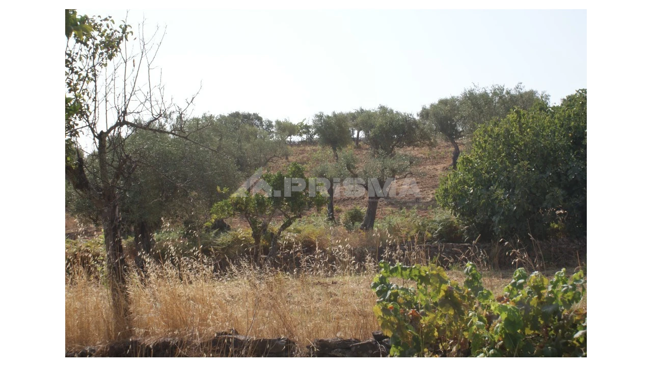 Terreno para Venda em Escalos de Baixo e Mata Foto 9