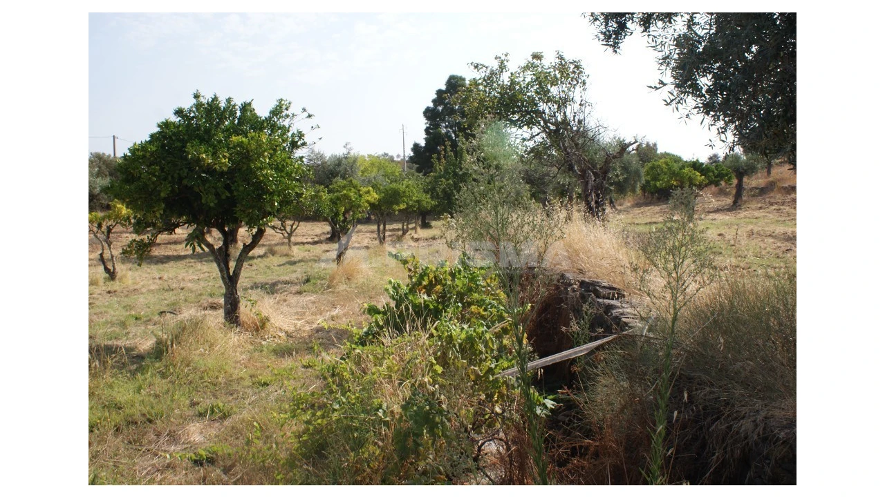 Terreno para Venda em Escalos de Baixo e Mata Foto 8