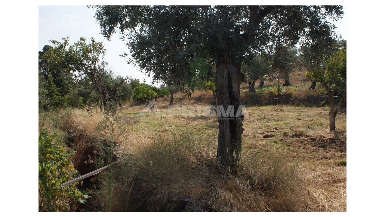 Terreno para Venda em Escalos de Baixo e Mata Foto 7