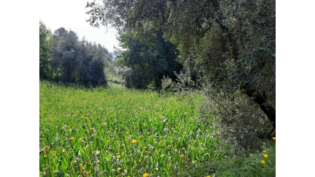 Terreno para Venda em Valdosende Foto 2