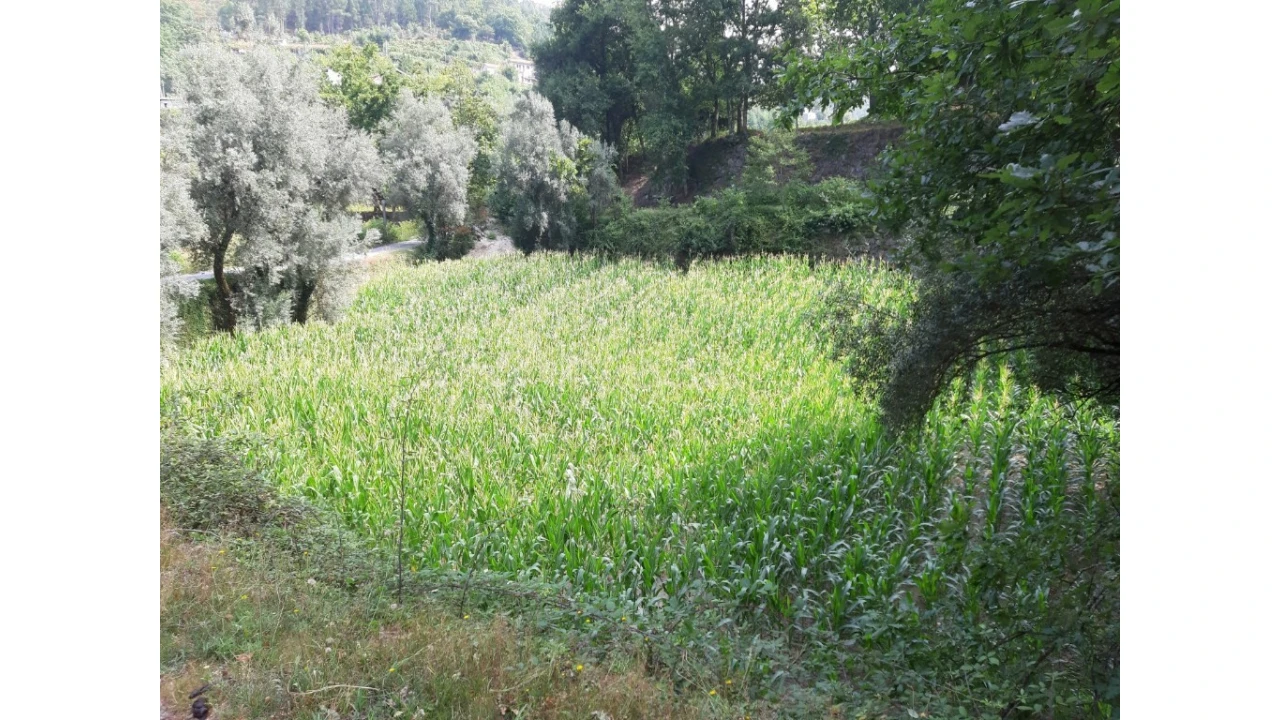 Terreno para Venda em Valdosende Foto 9