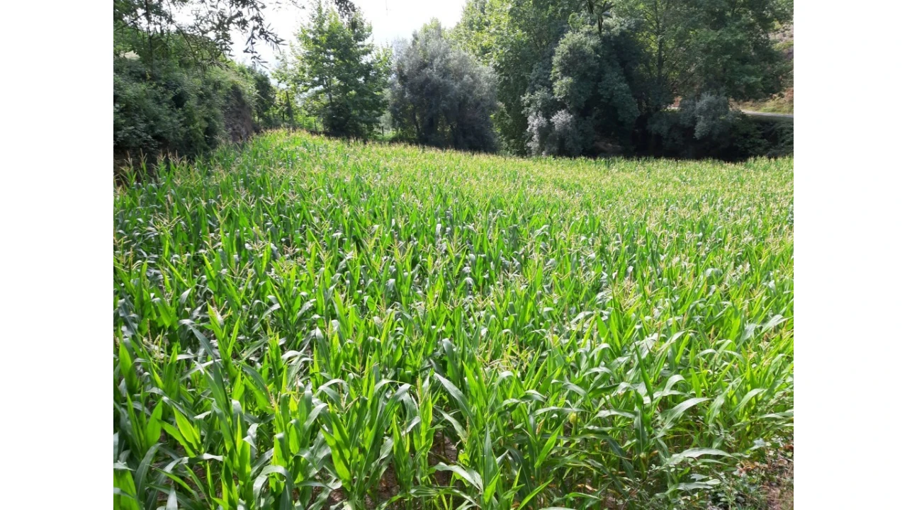 Terreno para Venda em Valdosende Foto 7