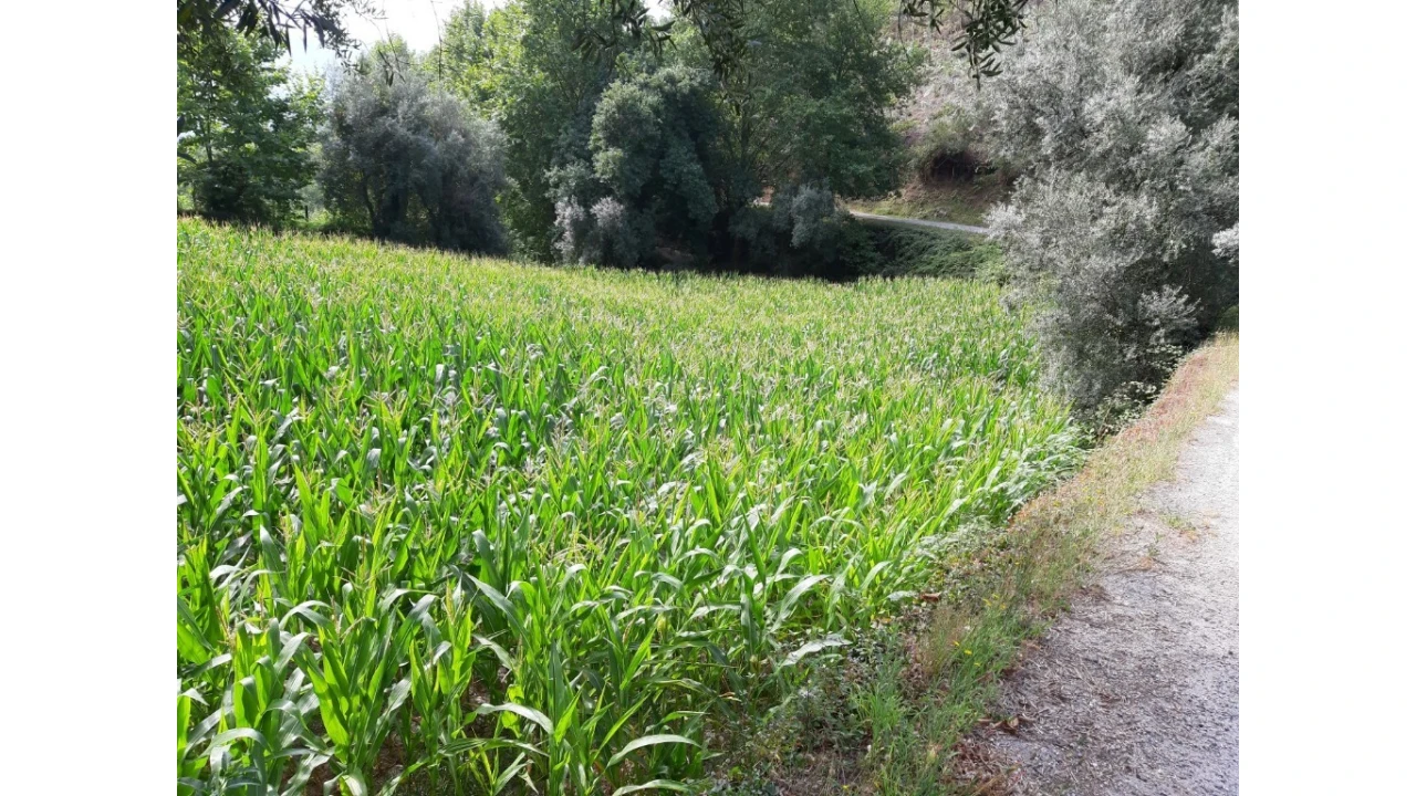 Terreno para Venda em Valdosende Foto 5