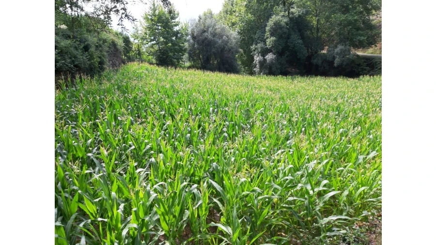 Terreno para Venda em Valdosende Foto 7