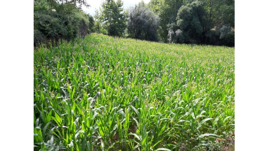 Terreno para Venda em Valdosende Foto 3
