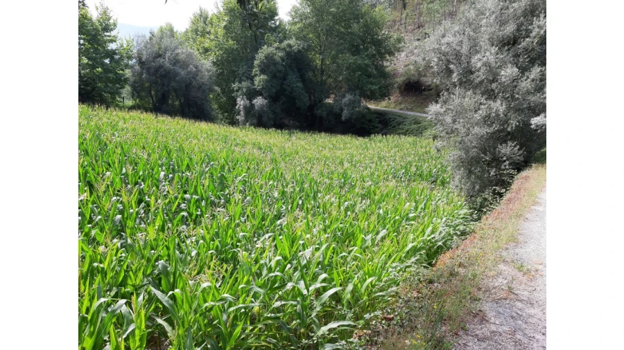 Terreno para Venda em Valdosende Foto 4