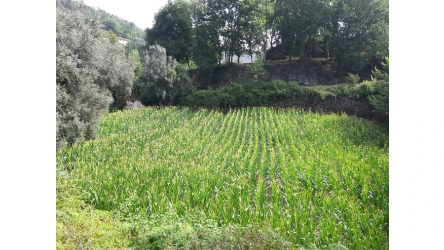 Terreno para Venda em Valdosende Foto 8