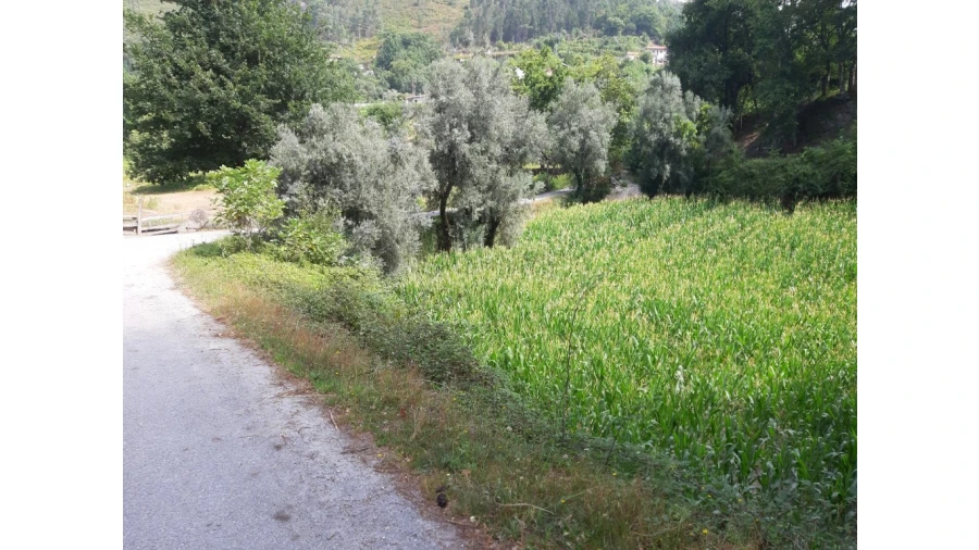 Terreno para Venda em Valdosende Foto 10