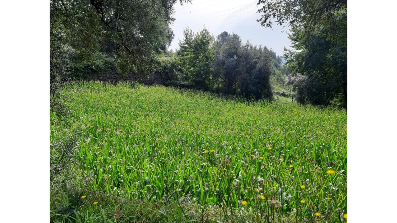 Terreno para Venda em Valdosende Foto 1