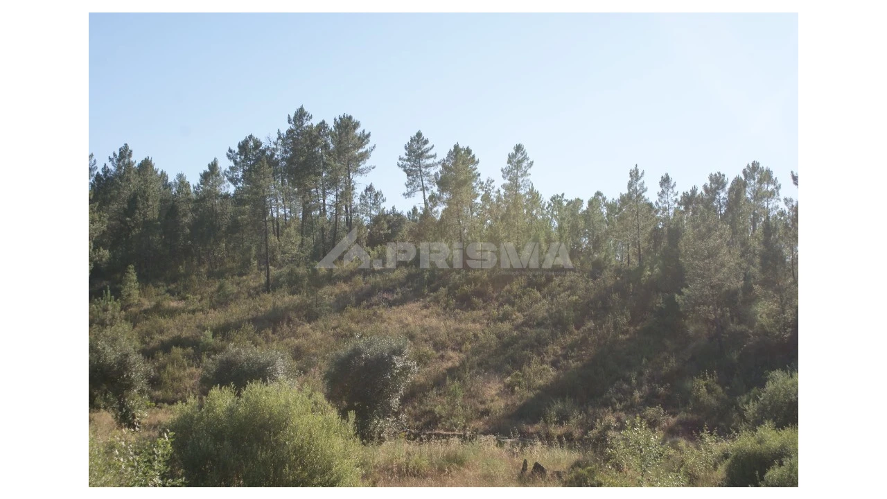 Terreno para Venda em Sarzedas Foto 5