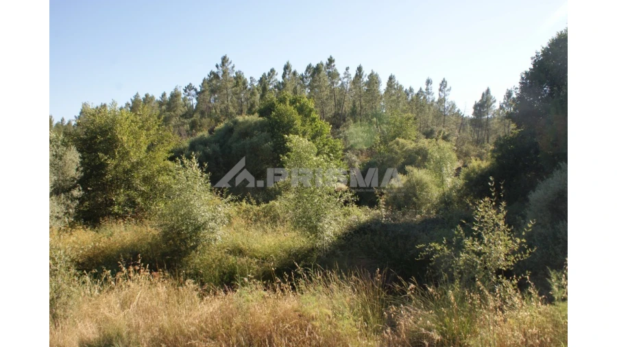 Terreno para Venda em Sarzedas Foto 8
