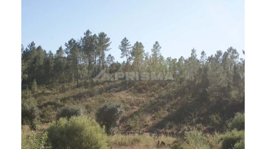 Terreno para Venda em Sarzedas Foto 5