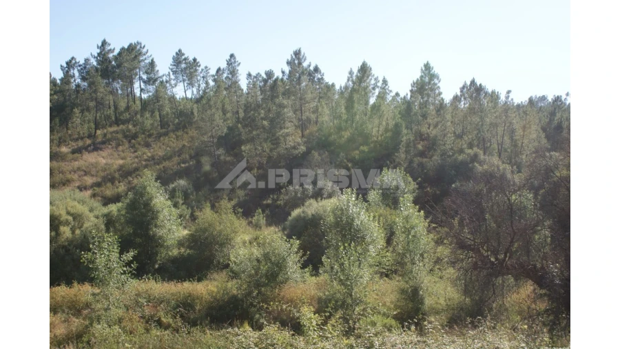 Terreno para Venda em Sarzedas