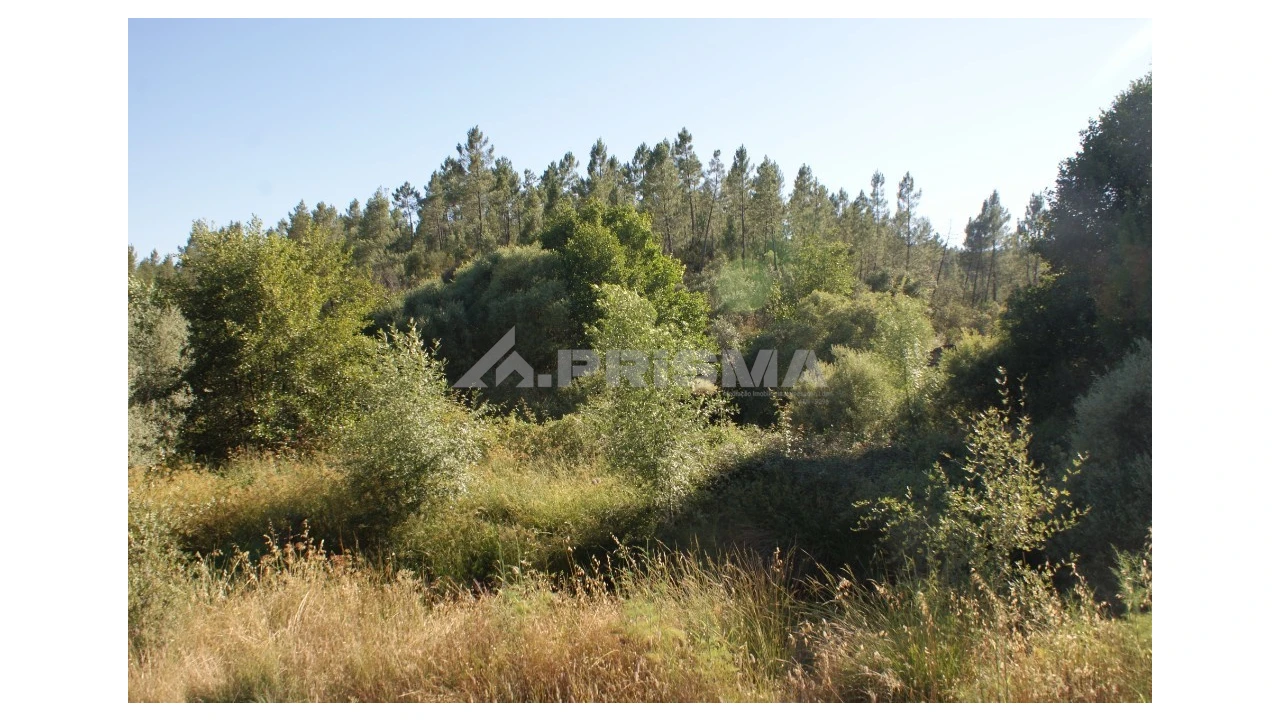 Terreno para Venda em Sarzedas Foto 3