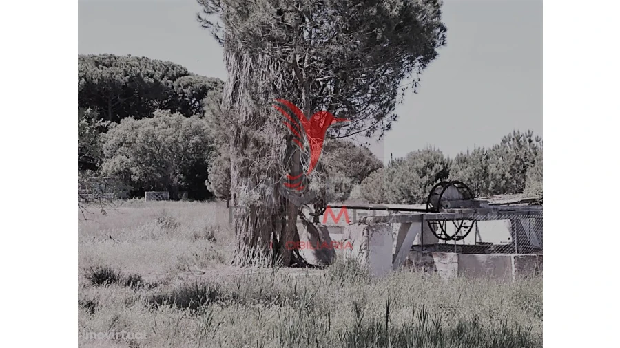 Quinta para Venda em Montenegro Foto 15