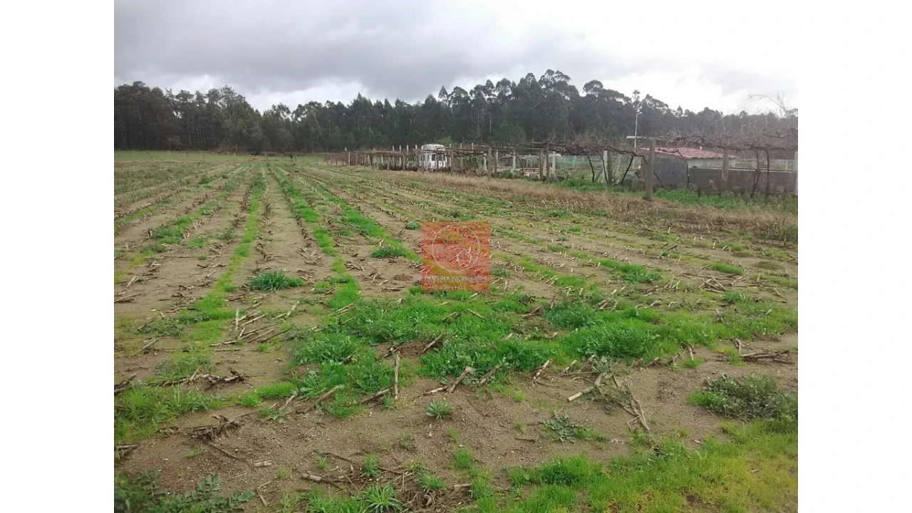 Terreno para Venda em Palmeira de Faro e Curvos Foto 8