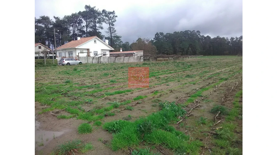 Terreno para Venda em Palmeira de Faro e Curvos Foto 11