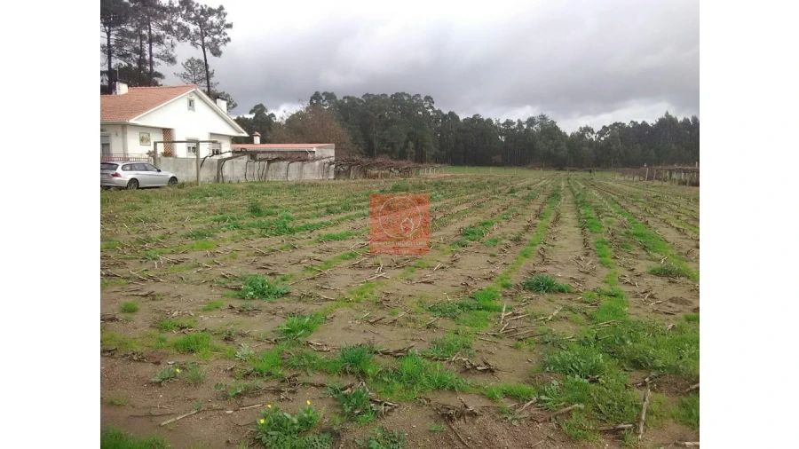 Terreno para Venda em Palmeira de Faro e Curvos Foto 1