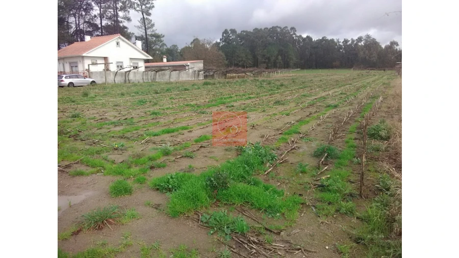 Terreno para Venda em Palmeira de Faro e Curvos Foto 10