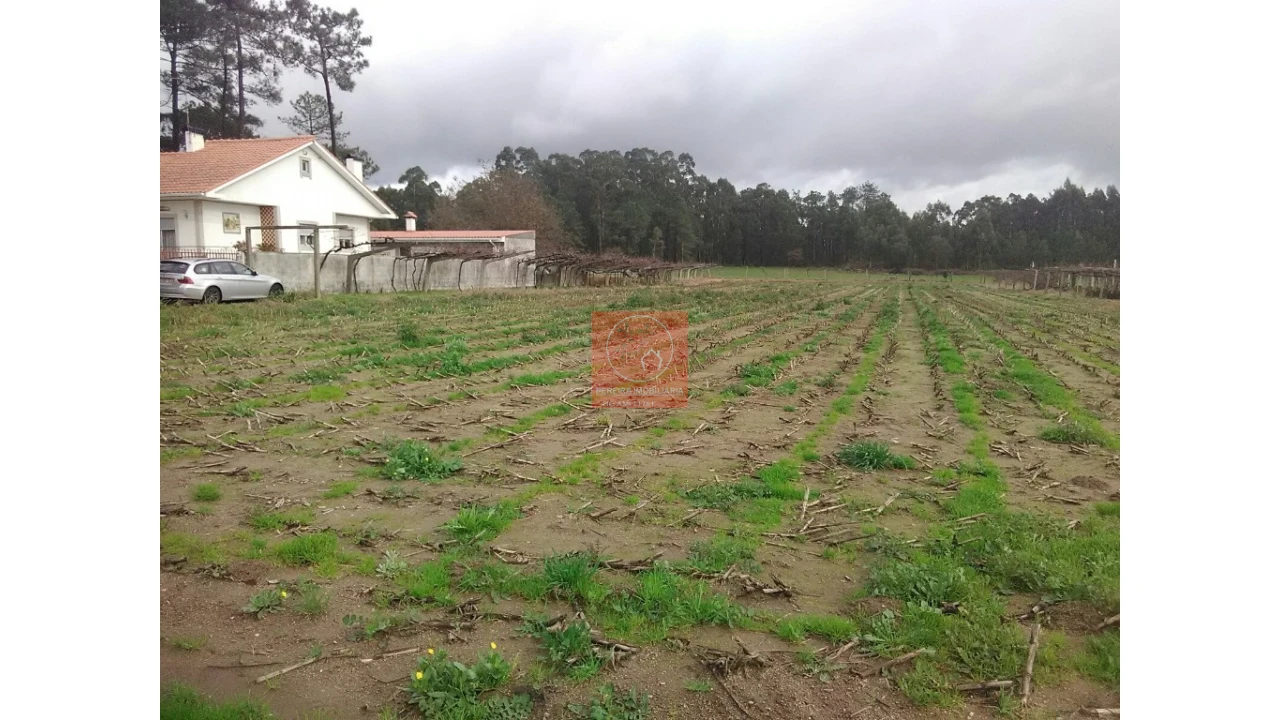 Terreno para Venda em Palmeira de Faro e Curvos Foto 1