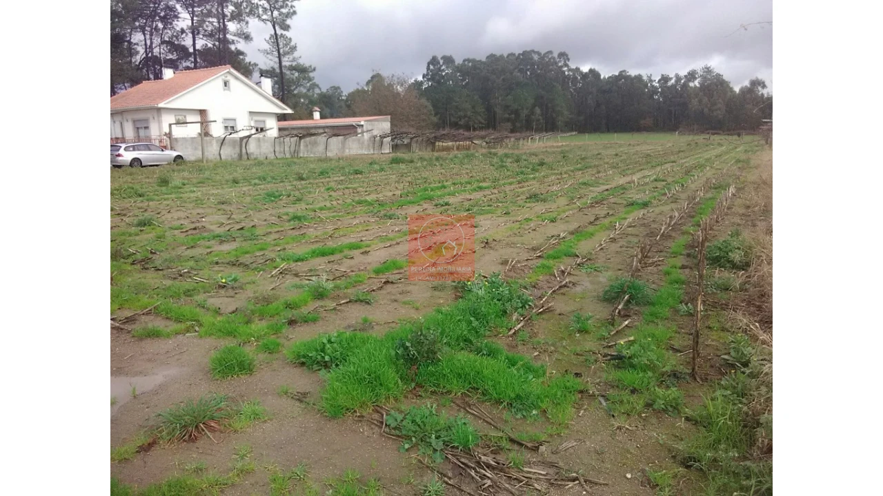 Terreno para Venda em Palmeira de Faro e Curvos Foto 10