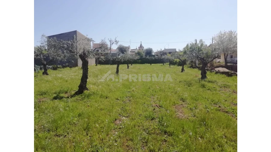 Terreno para Venda em Escalos de Baixo e Mata Foto 4
