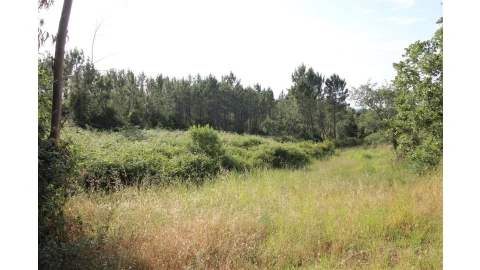 Terreno para Venda em Soure