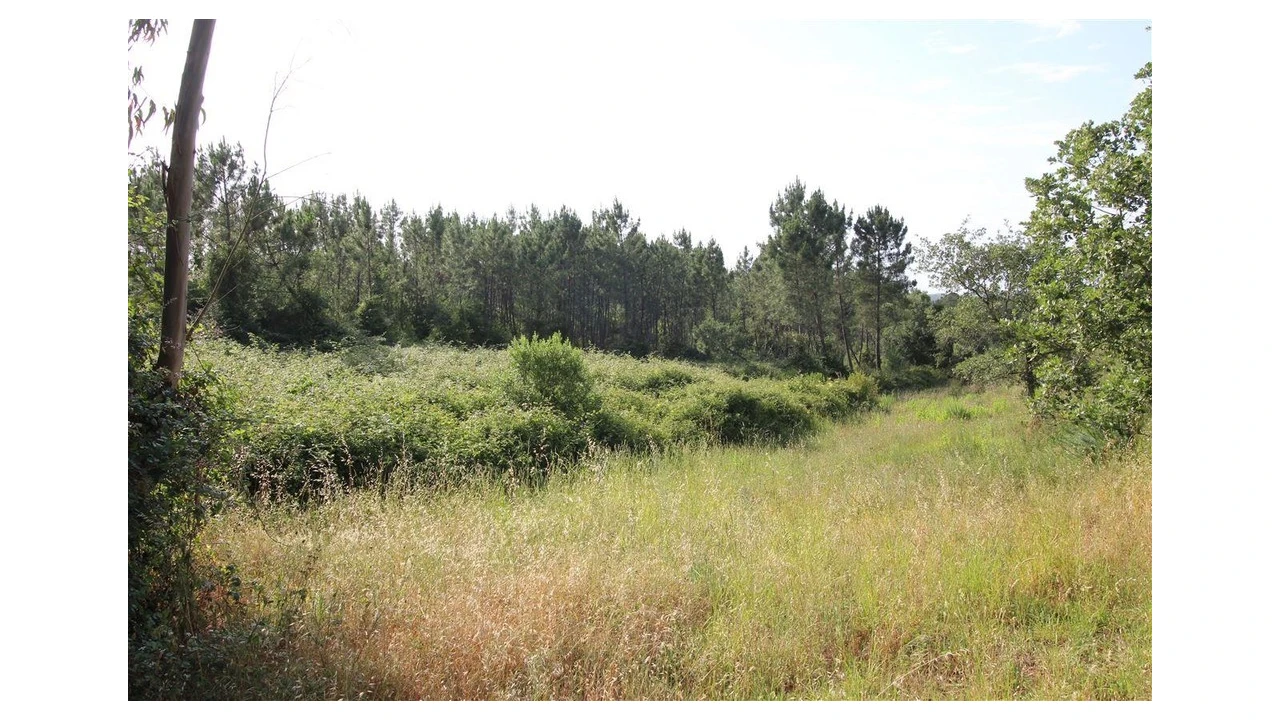 Terreno para Venda em Soure Foto 4