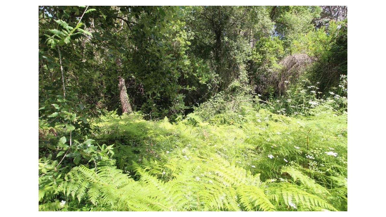 Terreno para Venda em Eiras e São Paulo de Frades Foto 3