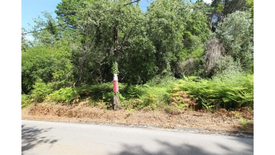 Terreno para Venda em Eiras e São Paulo de Frades Foto 2