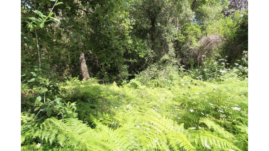 Terreno para Venda em Eiras e São Paulo de Frades Foto 3