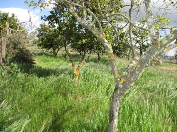 Terreno para Venda em Póvoa de Rio de Moinhos e Cafede