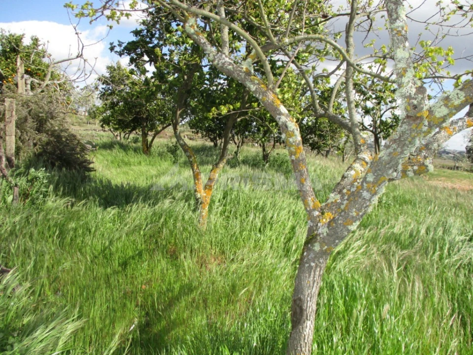 Terreno para Venda em Póvoa de Rio de Moinhos e Cafede Foto 1