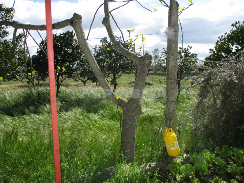 Terreno para Venda em Póvoa de Rio de Moinhos e Cafede Foto 8