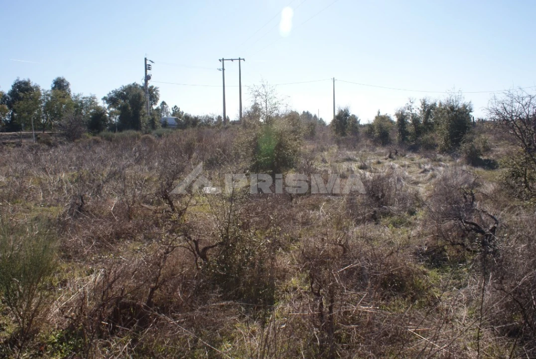 Terreno para Venda em Ninho do Açor e Sobral do Campo Foto 10