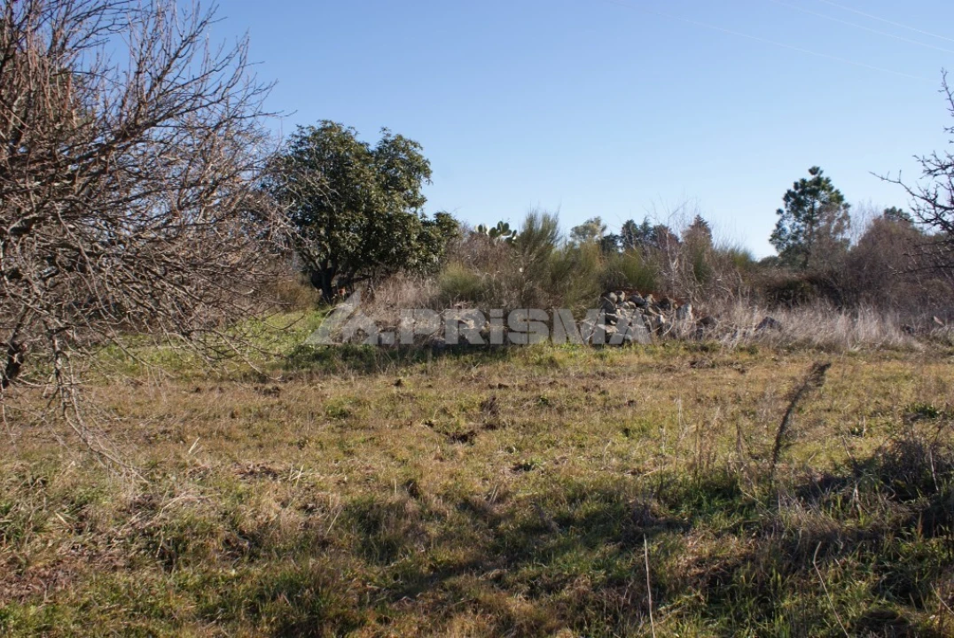 Terreno para Venda em Ninho do Açor e Sobral do Campo Foto 19