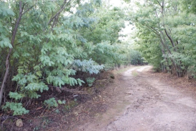 Terreno para Venda em Ninho do Açor e Sobral do Campo