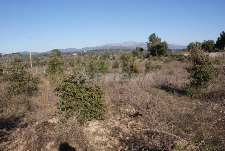 Terreno para Venda em Ninho do Açor e Sobral do Campo Foto 9