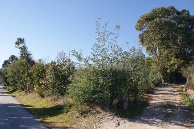 Terreno para Venda em Ninho do Açor e Sobral do Campo Foto 33