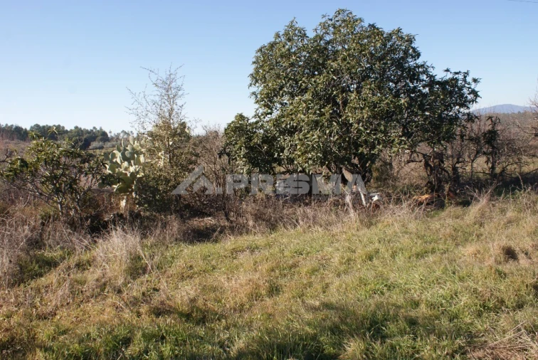 Terreno para Venda em Ninho do Açor e Sobral do Campo Foto 13