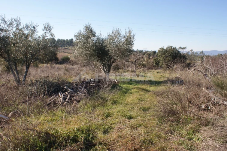 Terreno para Venda em Ninho do Açor e Sobral do Campo Foto 32