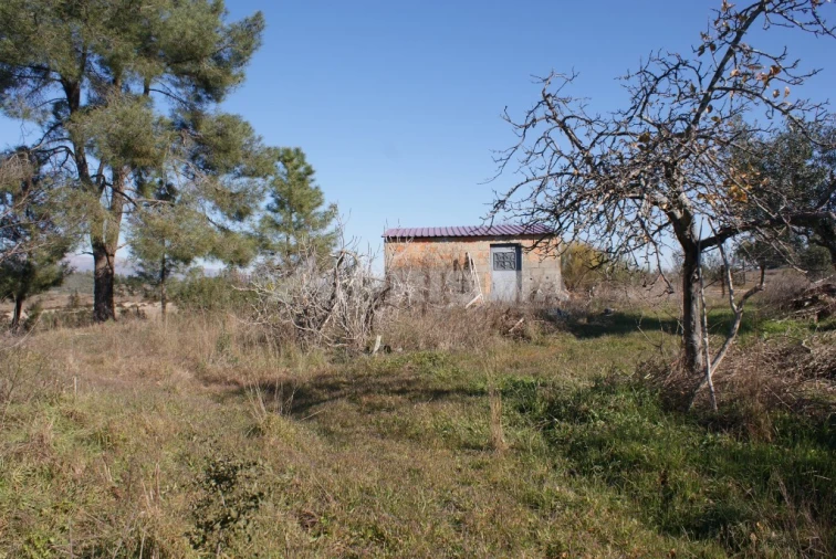 Terreno para Venda em Ninho do Açor e Sobral do Campo Foto 12