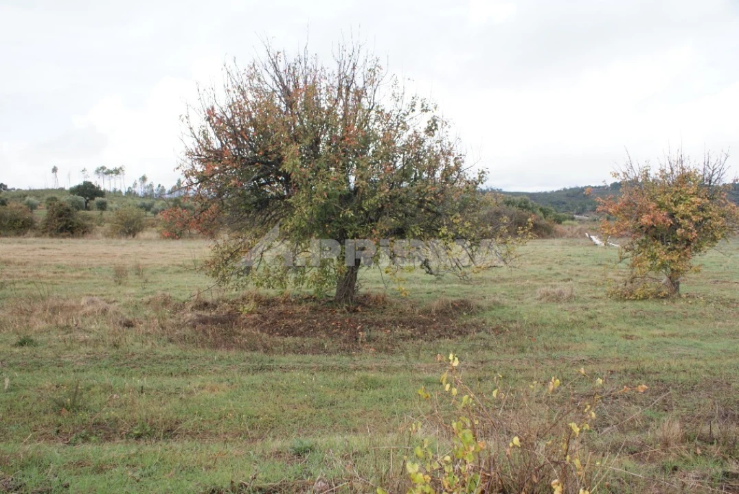 Terreno para Venda em Ninho do Açor e Sobral do Campo Foto 5