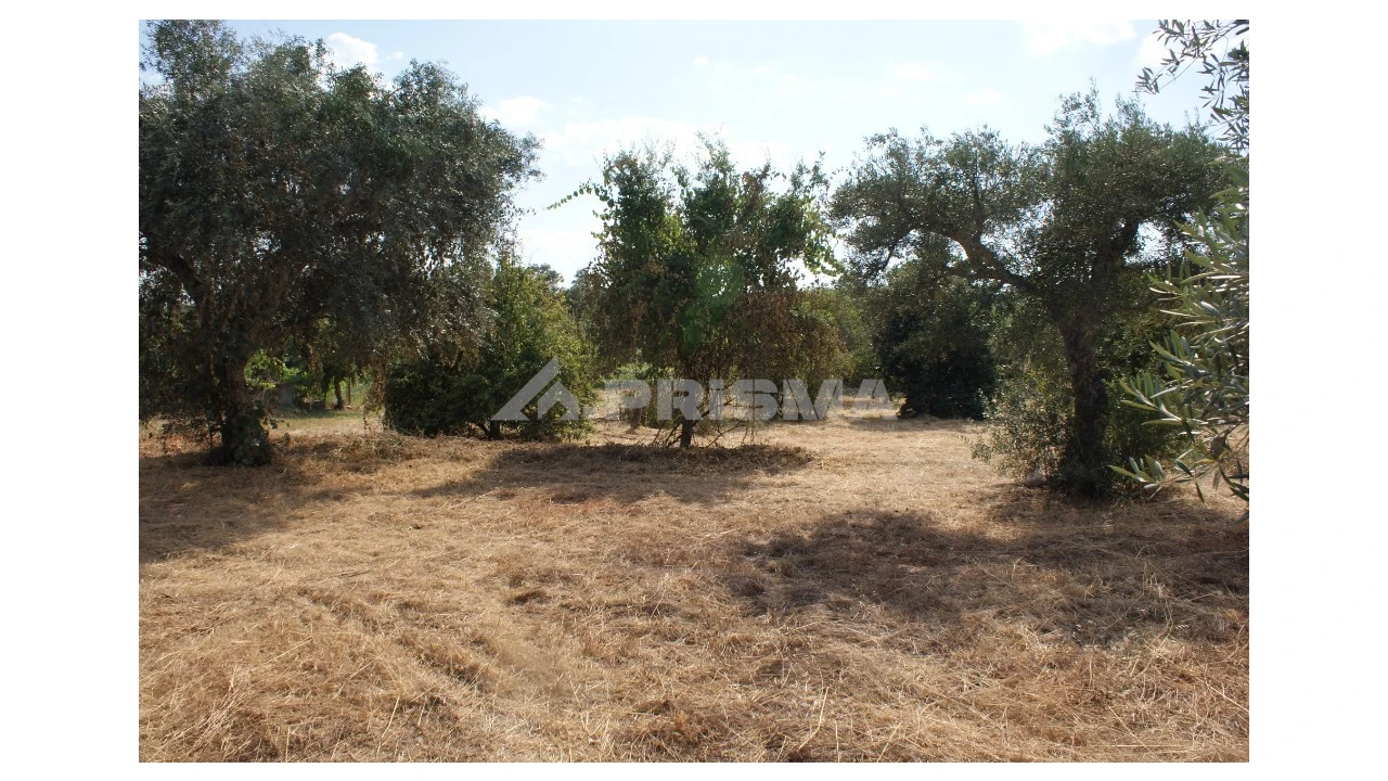 Quinta para Venda em Pedrógão de São Pedro e Bemposta Foto 3