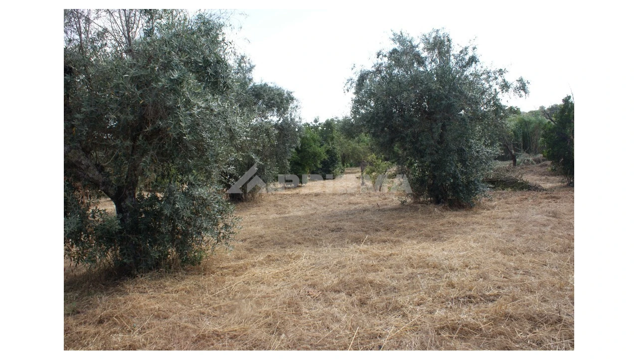Quinta para Venda em Pedrógão de São Pedro e Bemposta Foto 20