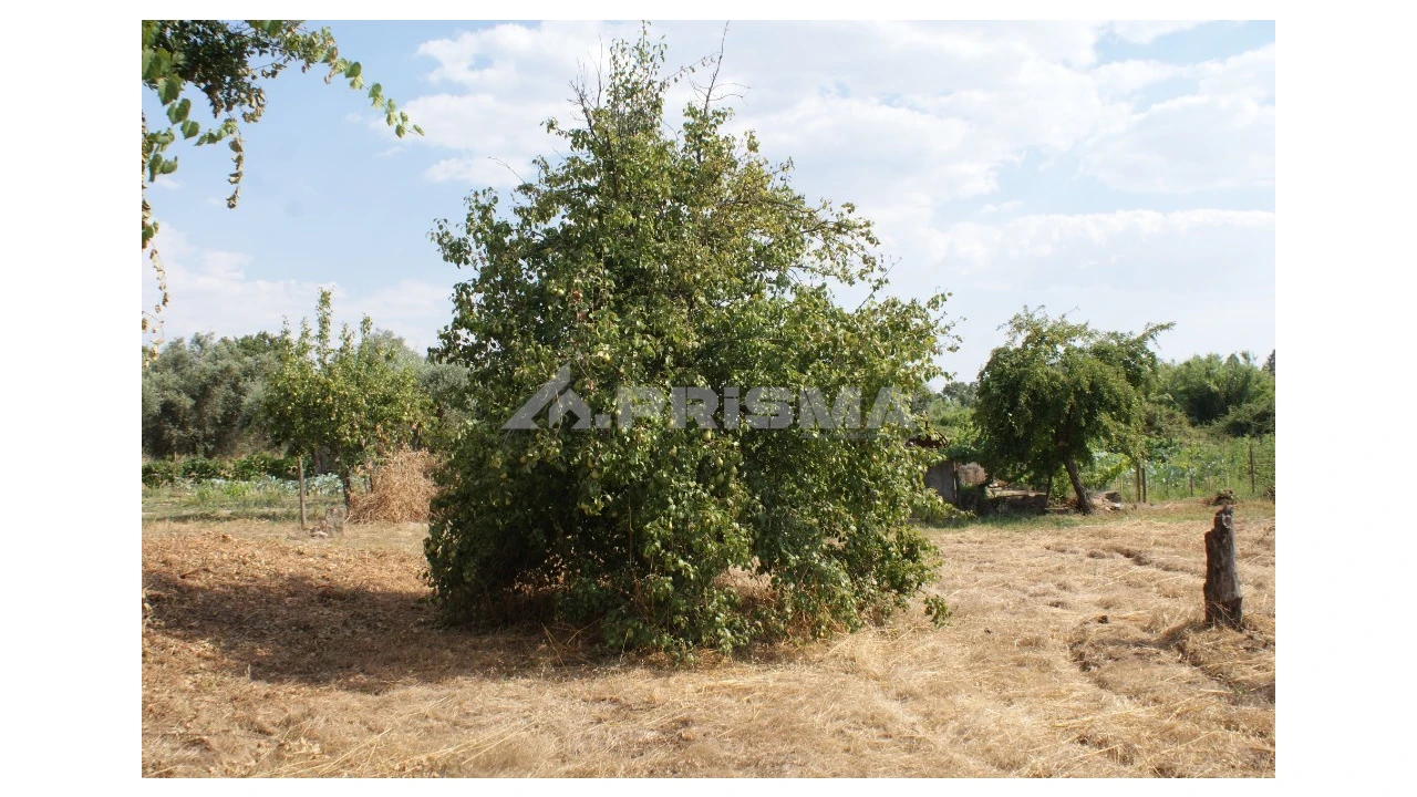 Quinta para Venda em Pedrógão de São Pedro e Bemposta Foto 7