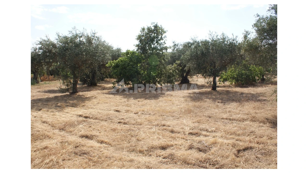Quinta para Venda em Pedrógão de São Pedro e Bemposta Foto 2